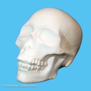 Skull 003