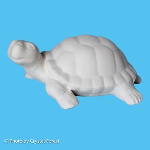 Turtle 010